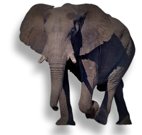 elefante_04_2