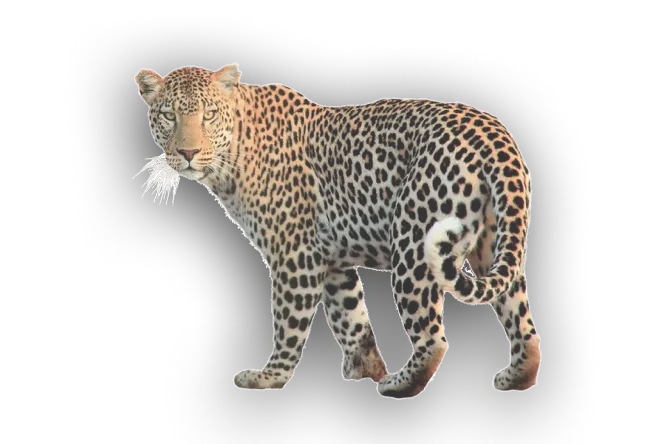 leopard_3