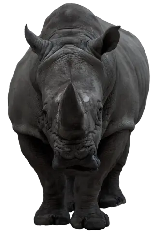 rhyno_01_2